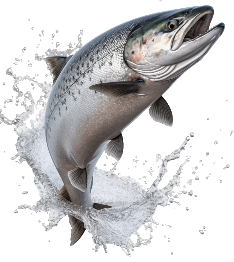 Salmon, fishing, saltwater, Pacific, hatchery, Chinook, enhancement, marine,